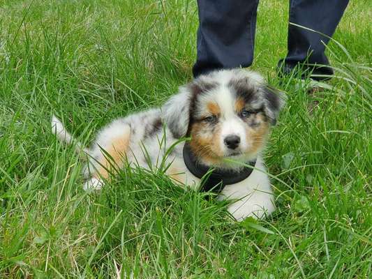 Hundetreffen-Welpentreff /Welpenspielrunde-Bild