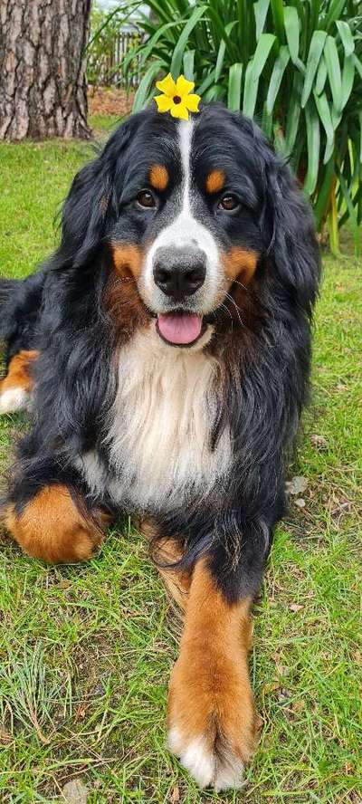 Hund/Welpen finden wo/wie-Beitrag-Bild