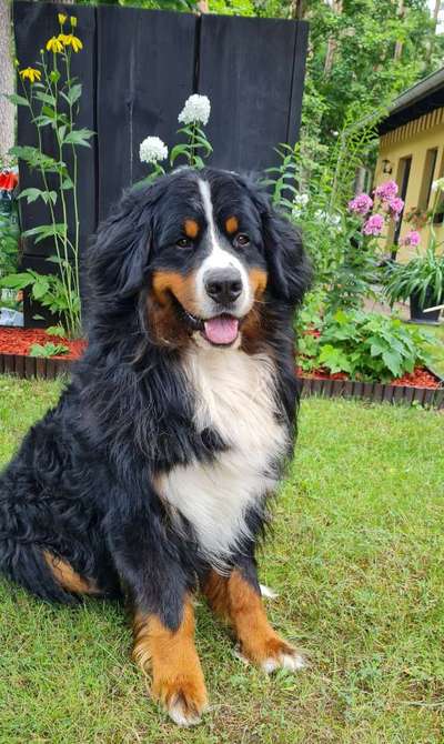 Die Dogorama Kalender Challenge Titelbild-Beitrag-Bild