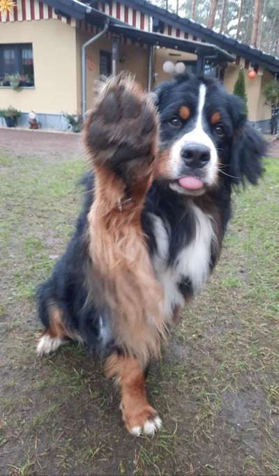 Zeige das lustigste Bild eures Hundis-Beitrag-Bild