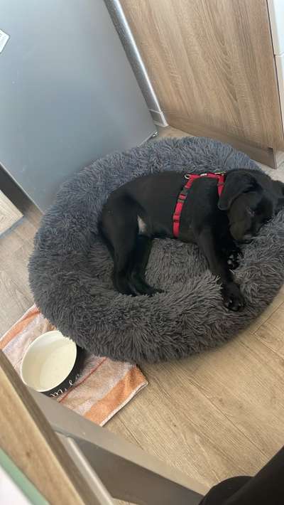 Welpe macht Hundebett kaputt-Beitrag-Bild