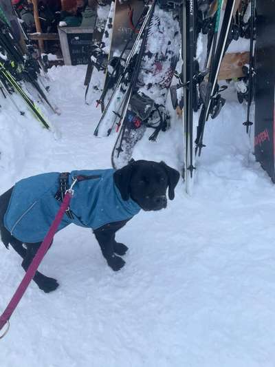 Mäntelchen, Größe: 40cm-Beitrag-Bild