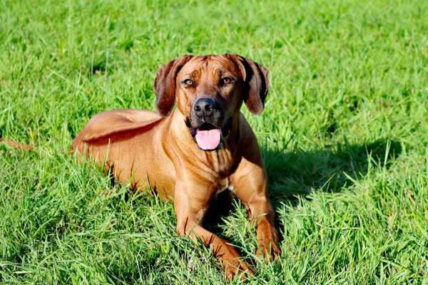 Foto's und Hundemodels-Beitrag-Bild