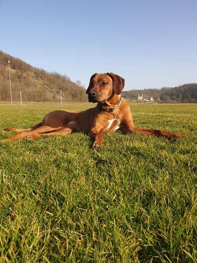 Rhodesian Ridgeback-Beitrag-Bild