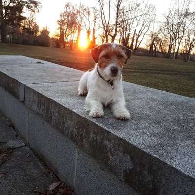 Wo sind die Jack und Parson Russell Terrier?-Beitrag-Bild