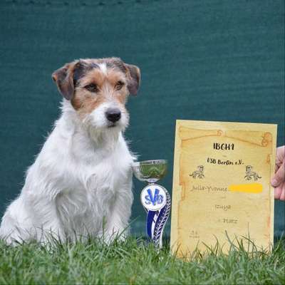 Wo sind die Jack und Parson Russell Terrier?-Beitrag-Bild