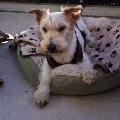 Wo sind die Jack und Parson Russell Terrier?-Beitrag-Bild