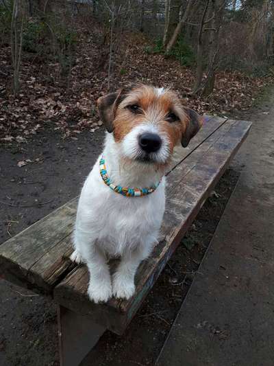 Reinrassige Hunde?-Beitrag-Bild