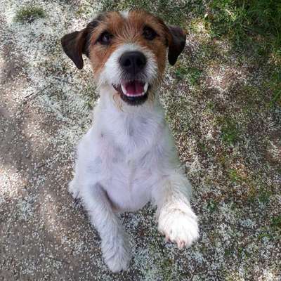 Jack Russell Terrier-Beitrag-Bild