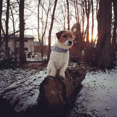 Jack Russell Terrier-Beitrag-Bild