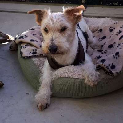 Jack Russell Terrier-Beitrag-Bild
