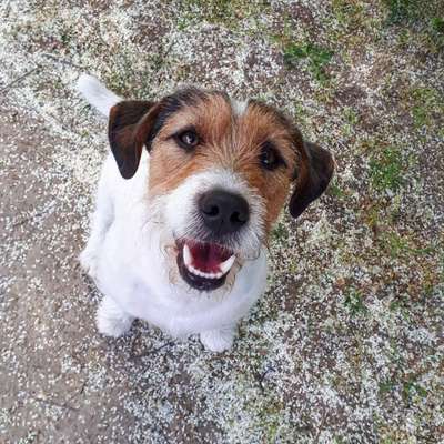 Wo sind die Jack und Parson Russell Terrier?-Beitrag-Bild