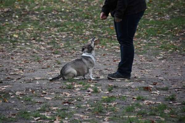 Jack Russell Terrier (reinrassig )-Beitrag-Bild