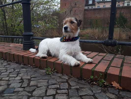 Dogorama Photo Challenge - Steine/Felsen-Beitrag-Bild