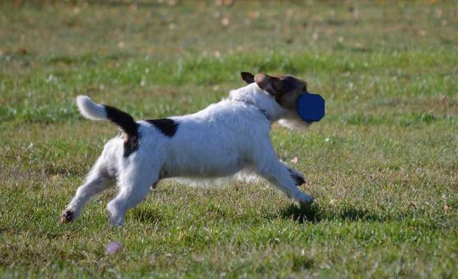 Jack Russell Terrier (reinrassig )-Beitrag-Bild