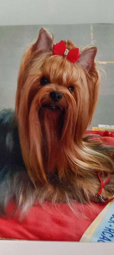 Zeichnungen eurer Hunde-Beitrag-Bild