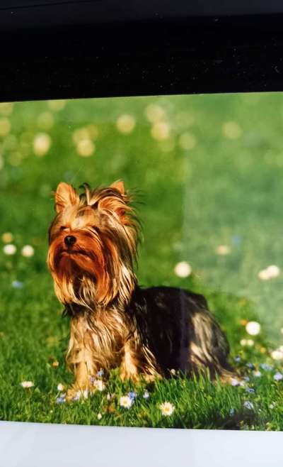 Die Dogorama Kalender Challenge Titelbild-Beitrag-Bild