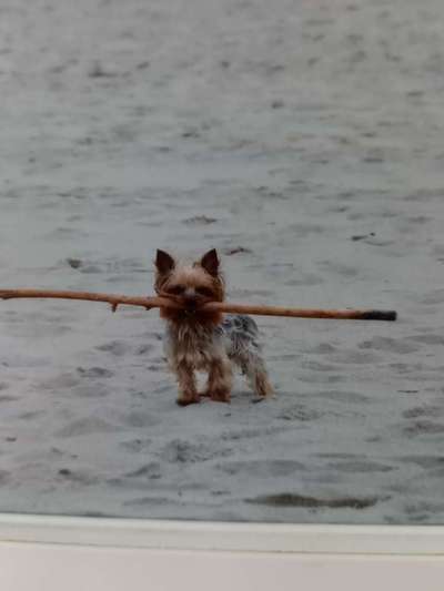 Hunde im Urlaub-Beitrag-Bild