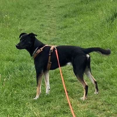 Hundetreffen-Spiel, Spaß, Training-Bild