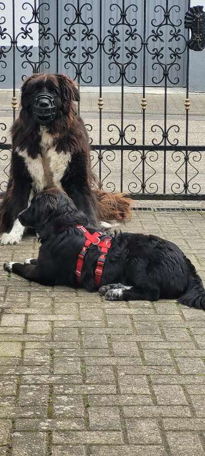 Welpen Bilder !-Beitrag-Bild