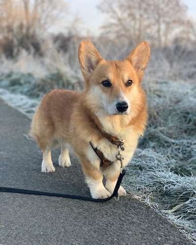 Corgis und ihre persönlichen Hofangestellten-Beitrag-Bild