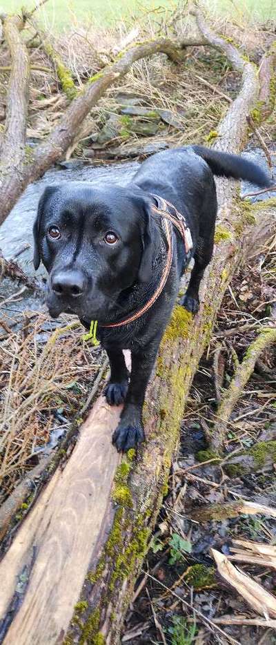 Wald Bild-Beitrag-Bild