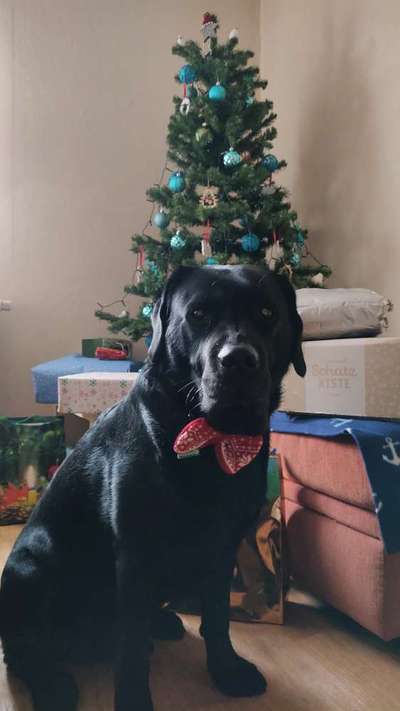 Dogorama Photo Challenge - Bescherung-Beitrag-Bild