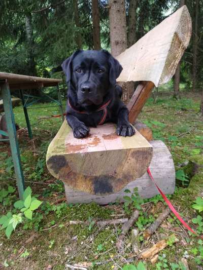 Die Dogorama Kalender Challenge 4/4-Beitrag-Bild