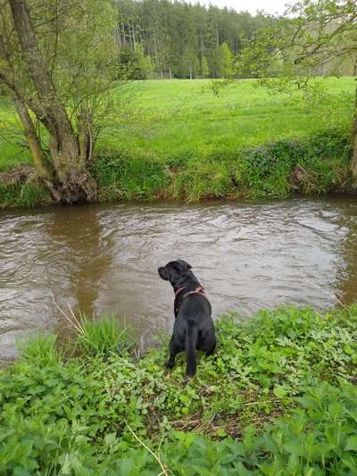 Dogorama-Monats-Challenge-Mai "Wasser"-Beitrag-Bild