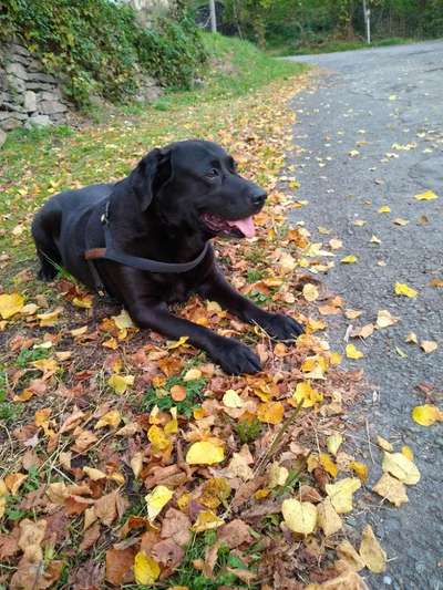 Die Dogorama Kalender Challenge Teil 1/4-Beitrag-Bild