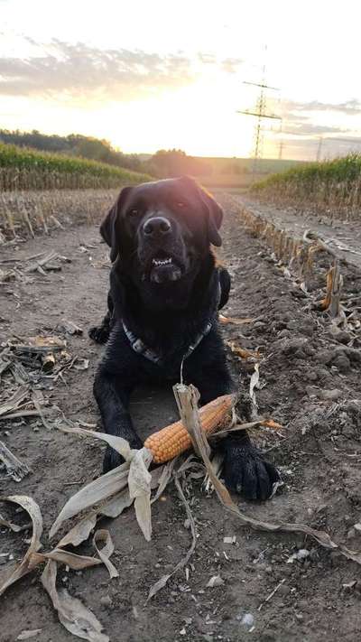 Dogorama Photo Challenge - Licht-Beitrag-Bild