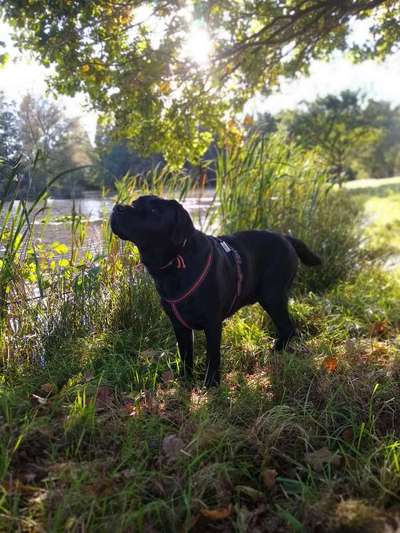 Labradorfans-Beitrag-Bild