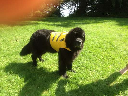 Schwimmweste für Labrador und wie zurück ins Boot-Beitrag-Bild