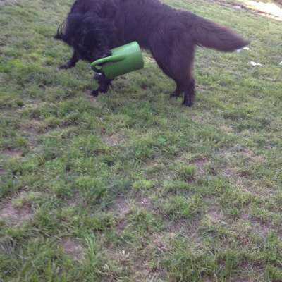 Der perfekte Hundegarten-Beitrag-Bild