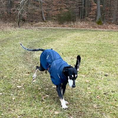 Impulskontrollübung 67: Laufbilder mit dem Hund 📸-Beitrag-Bild