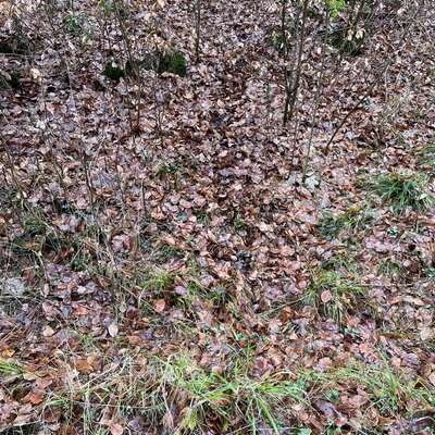 "Wege zur Freundschaft" (Ulli Reichmann)-Beitrag-Bild