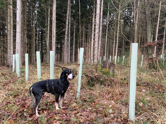 Ist Treibjagd noch zeitgemäß und mit "Hundeliebe" vereinbar?-Beitrag-Bild