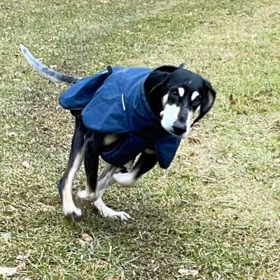 Impulskontrollübung 67: Laufbilder mit dem Hund 📸-Beitrag-Bild