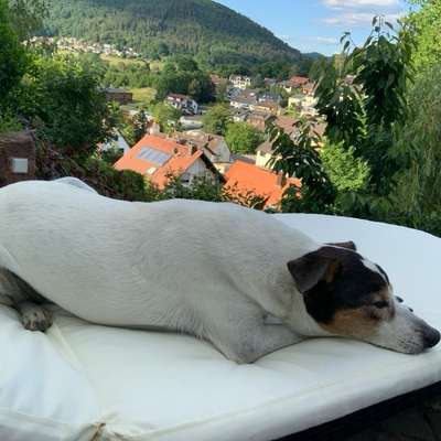 Haarverlust Goldendoodle F1-Beitrag-Bild