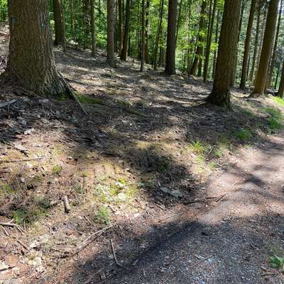 Leinenpflicht – nervige Einschränkung oder sinnvoller Schutz?-Beitrag-Bild