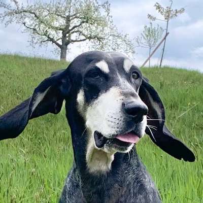 Was hat euch heute mit eurem Hund gefreut?-Beitrag-Bild