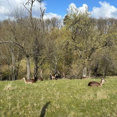 "Wege zur Freundschaft" (Ulli Reichmann)-Beitrag-Bild
