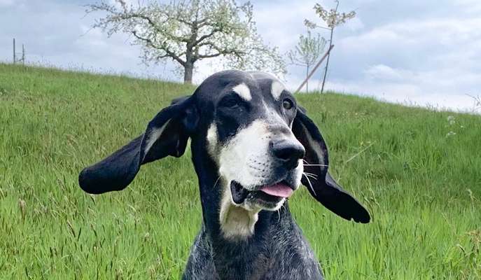 Lustigsten Grimassen von euren Hunden-Beitrag-Bild