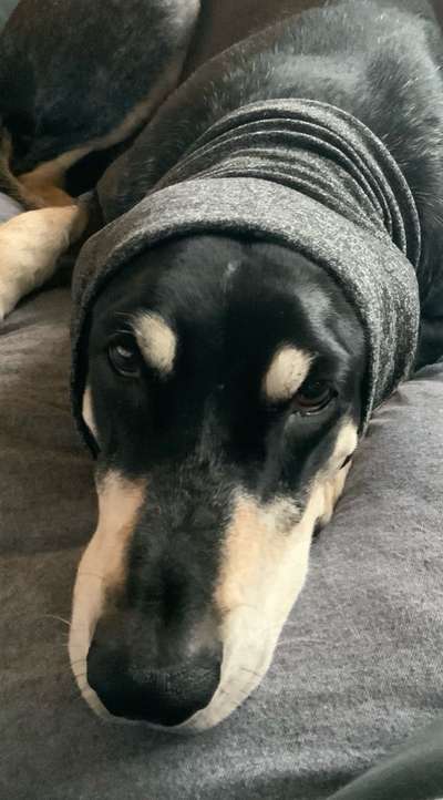 Erfahrung mit Alprazolam 0,5 mg wegen Böllerangst?-Beitrag-Bild