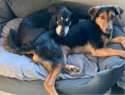 Freddys Kummerkasten-Beitrag-Bild