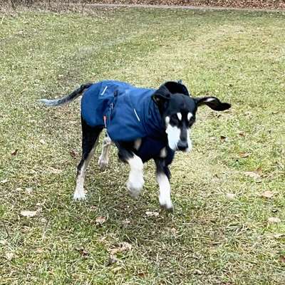 Impulskontrollübung 67: Laufbilder mit dem Hund 📸-Beitrag-Bild