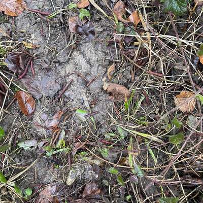 "Wege zur Freundschaft" (Ulli Reichmann)-Beitrag-Bild