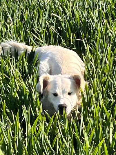 39. Collagen Challenge - Dein Hund auf einer Wiese-Beitrag-Bild