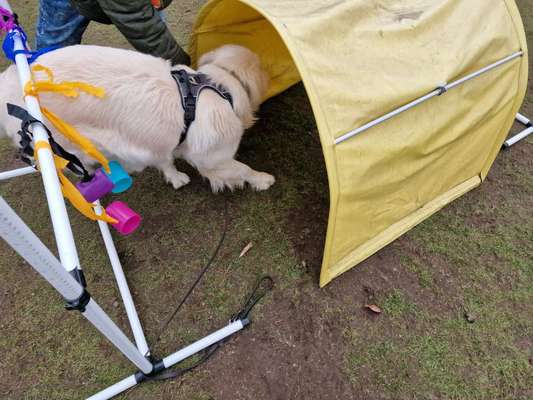 Zeige deinen Schatz mit seinem Lieblingsspielzeug.-Beitrag-Bild