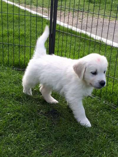 Vom Welpen zum Hund-Beitrag-Bild